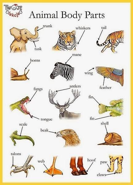 Animal body parts English vocabulary - Trunk, shell, whiskers and so forth #ESL #TEFL English Resources, अंग्रेजी व्याकरण, Tatabahasa Inggeris, Animal Body Parts, Improve English, Kids English, English Vocab, English Fun, English Lessons For Kids