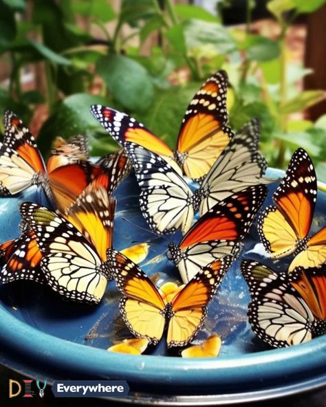 7 easy DIY butterfly feeder ideas & how to get endless butterflies Nature, Easy Diy Butterfly, Diy Butterfly Feeder, Butterfly Feeders, Butterfly Feeder, Mason Jar Design, Helpful Hacks, Small Flower Pots, Butterfly Species