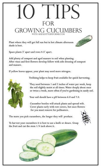 Organic Gardening Tips, Zone 7 Gardening Vegetables, How To Grow Cucumbers, Simple Landscape, Nice Garden, Growing Cucumbers, Growing Tips, Garden Veggies, Veg Garden