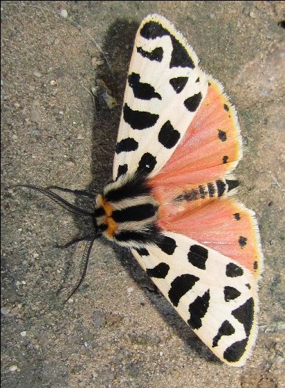 Moth - Grammia incorrupta Most Beautiful Moths, Pretty Moths Aesthetic, Different Moths, Rare Moths, Moth Colors, Japanese Silk Moth, Moth Colorful, Aesthetic Insects, Moth Pretty