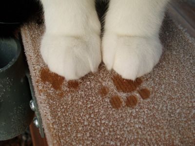 Black, Cat's Paw, Paw Prints, White Cat, A Black, Carpet, Black And White, White