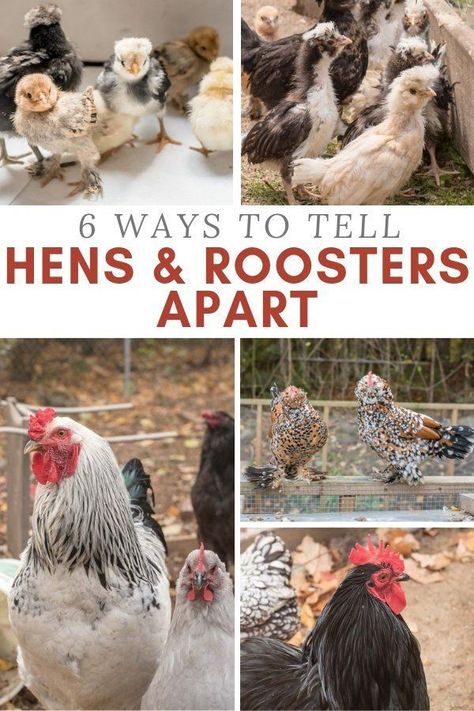 Chickens For Beginners, Bantam Chicken Breeds, Chicken Raising, Poultry Farming, Chicken Care, Bantam Chickens, Egg Laying Chickens, Chicken Pen, Chicken Farming