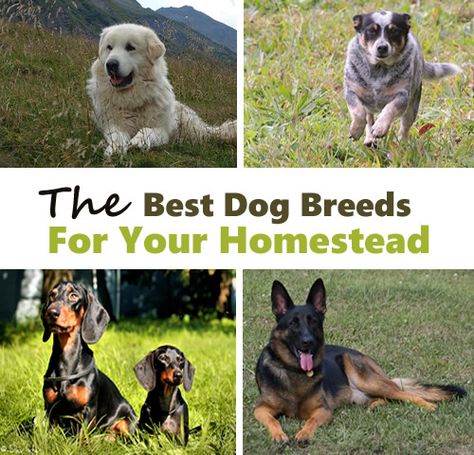 Livestock Dog Breeds, Farm Dogs Breeds, Best Farm Dogs, Homestead Lifestyle, Working Dogs Breeds, Homestead Ideas, Animal Ideas, Livestock Guardian Dog, Livestock Guardian