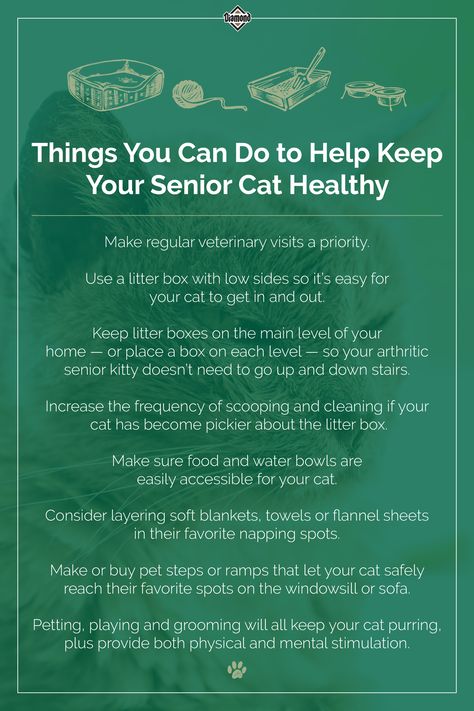 Nature, Senior Cat Care, Pet Recipes, Witch Board, Cat Ages, Cat Things, Pet Steps, Older Cats, Kinds Of Cats