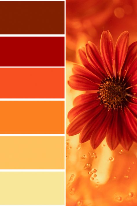 Sunflower Color Palette Orange Color Palettes Colour Schemes, Great Color Palettes, Orange Color Pallete Colour Palettes, Red And Yellow Interior, Vibrant Orange Color Palette, Maroon Orange Color Palette, Bright Red Color Palette Colour Schemes, Color Palette Red And Yellow, Burn Orange Color Pallet