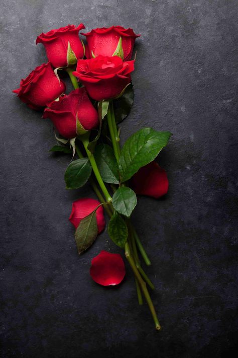 Rose Images Hd, Roses Photography, Love Rose Flower, Red Roses Wallpaper, Pink Flowers Wallpaper, Rose Flower Pictures, Beautiful Flowers Photography, Rose Flower Wallpaper, Kraf Diy