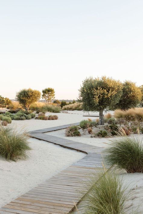 Gallery of Hopscotch House / Antonio Costa Lima Arquitectos - 17 Sand Landscape Design, Sand Dune Landscape Design, Sand Landscape Ideas, Sand Garden Ideas, Floating Boardwalk, Natural Landscape Design, Sand Garden, Sand Landscape, Landscape Outdoor