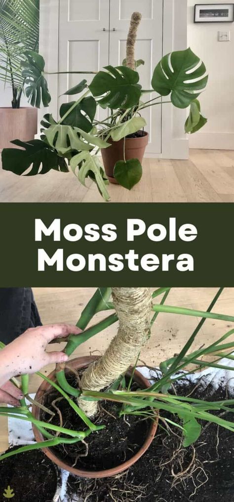 Is your Monstera plant growing all over the place in every direction? If so, it might be time to add vertical support and turn your plant into a Moss Pole Monstera. Read on to learn all about Moss Pole Monstera plants! Monstera Deliciosa Moss Pole, Monstera With Moss Pole, Diy Monstera Pole, Monstera Support Pole Diy, Diy Bendable Moss Pole, Monstera Pole Diy, Monstera Plant Support Diy, Plant Pole Diy, Monstera Moss Pole Diy