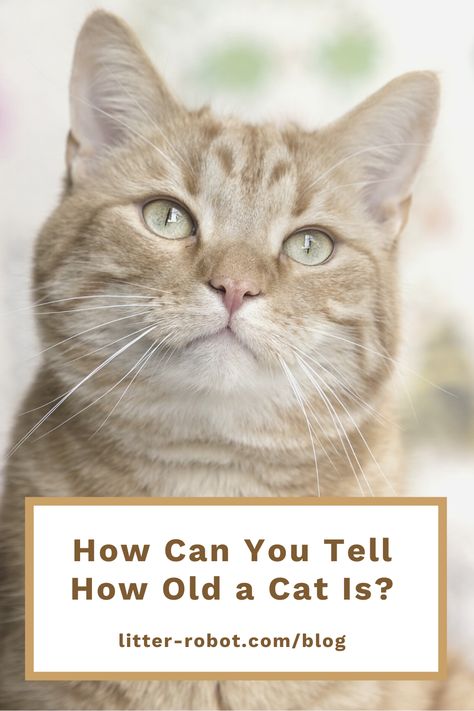 Your fur baby will inevitably undergo some changes as they age. But if you weren’t there at birth, how can you tell how old a cat is? Knowing the age of your cat can be important for you to properly care for them. Let’s explore some tips on how to determine your cat’s age. How Old Is My Cat, Cat Age Chart, Information About Cats, Cat Ages, Cat Personalities, Old A, Cat Care Tips, Owning A Cat, Outdoor Cats