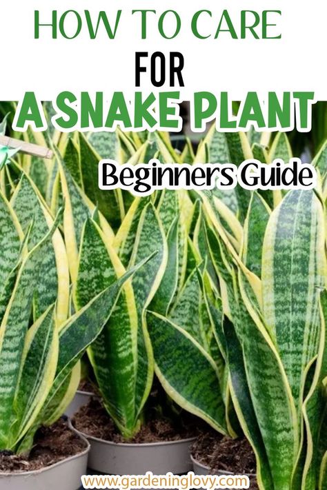 Plant Growing Tips, Snake Plant Decor, Snake Plant Indoor, Storage Hallway, Snake Plant Care, Small Hallway Ideas, Plant Care Houseplant, Hallway Ideas Entrance, Small Hallway