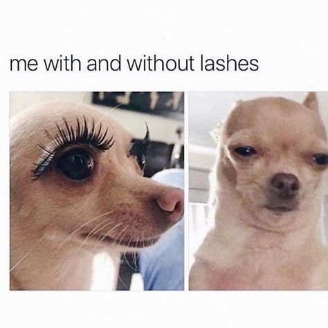 Eyelash Meme, Eyelashes Quotes, Lash Quotes, Makeup Memes, Chihuahua Funny, Robert Kardashian, Makeup Humor, Makeup Eyelashes, Instagram Funny