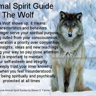 spirit guide wolf Spiritual Animals, Lone Wolf Quotes, Animal Meanings, Wolf Totem, Animal Spirit Guide, Native American Wolf, Animal Spirit Guides, Animal Guides, Wolf Quotes