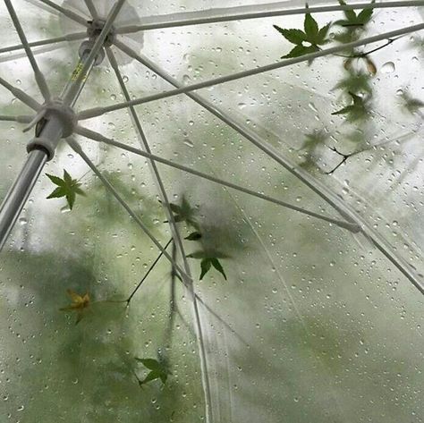 Plants, Flowers, Dandelion