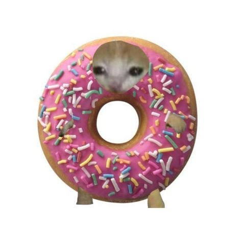 Donut Meme, Donut Cat, Dog Icon, Pink Donuts, Cat Meme, Cat Costumes, Silly Cats, Cat Food, Cat Memes