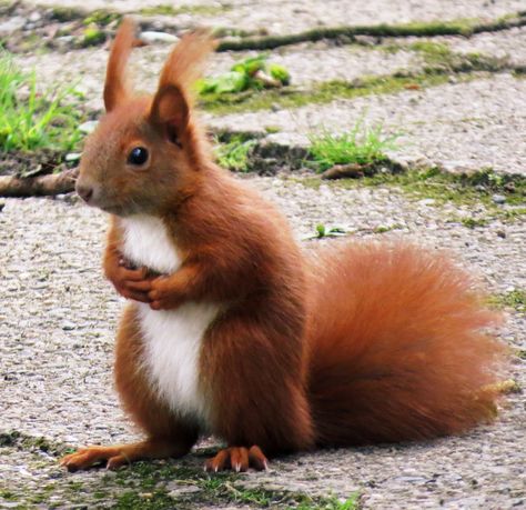 Our red squirrel | Birds in Berlin Tree Rat, Two Squirrels, Happy Squirrel, Squirrel Pictures, Wild Animal Wallpaper, Squirrel Art, Before Running, Cute Squirrel, Baby Squirrel