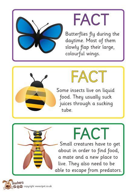 Teachers Pet - FREE minibeast fact cards Nature, Key Stage 2, Minibeast Classroom Display, Facts About Insects, Mini Beasts, Insect Unit, Bug Activities, Insects Preschool, Bugs Preschool