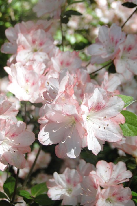 Azaleas in Rock Hill, South Carolina

#azalea #floral #flowers #spring #springflowers #wallpapers Azelea Aesthetic Flower, Azela Flowers, Azaleas Aesthetic, Azalea Flower Aesthetic, Azealia Flower, Haitang Flower, Azalea Aesthetic, Flowercore Aesthetic, Azalea Bouquet