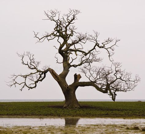 Dead tree. With curved branches in Denmark , #AFF, #tree, #Dead, #curved, #Denmark, #branches #ad Croquis, English Oak Tree, Tree Poem, Dry Tree, Tree Study, Glass Photography, Giant Tree, Unique Trees, Tree Photography