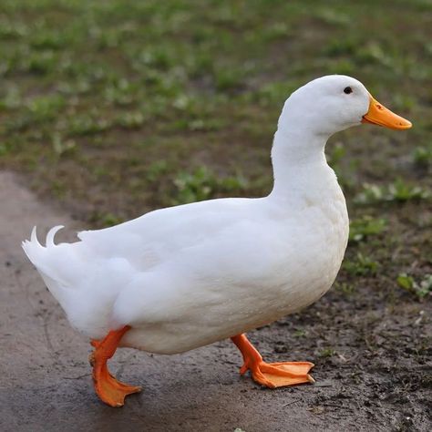 All information about the American Pekin  Bird. American Pekin Duck, Nails Acrylic Duck, Duck Anatomy, Facts About Ducks, Duck Reference, Ducks Photography, Duck Nails Acrylic, Aesthetic Ocean Wallpaper, Duck Pfp