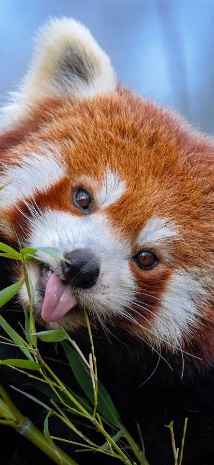 Red Pandas, Red Panda Wallpaper Iphone, Dark Blue And Black Wallpaper, Red Panda Wallpaper, Panda Wallpaper Iphone, Largest Domestic Cat, Red Panda Cute, Free Wallpaper Download, Iphone11 Pro