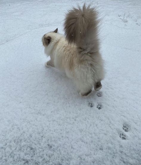 Walking, Walking In The Snow, The Snow, A Small, White