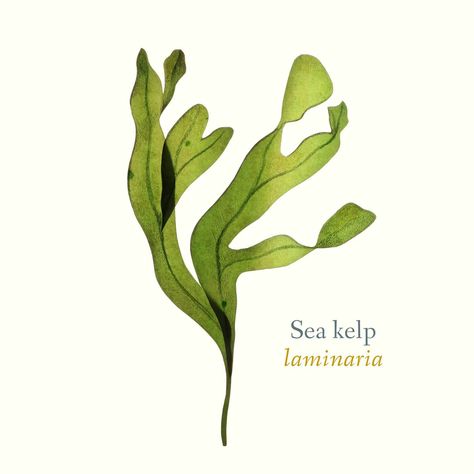 Seaweed Photography, Sea Illustration Art, Ocean Plants, Seashell Tattoos, Sea Plants, Sea Kelp, Forest Illustration, Watercolour Inspiration, Abstract Nature