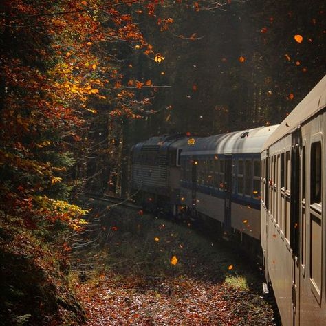 sunchild diaries Autumn In Film, Forest In Autumn, Autumn Aesthetic Photography, Autumn Forest Wallpaper, Autumn Train, Fall Core, Autumn Pics, Aesthetic Train, Autumn Fall Aesthetic