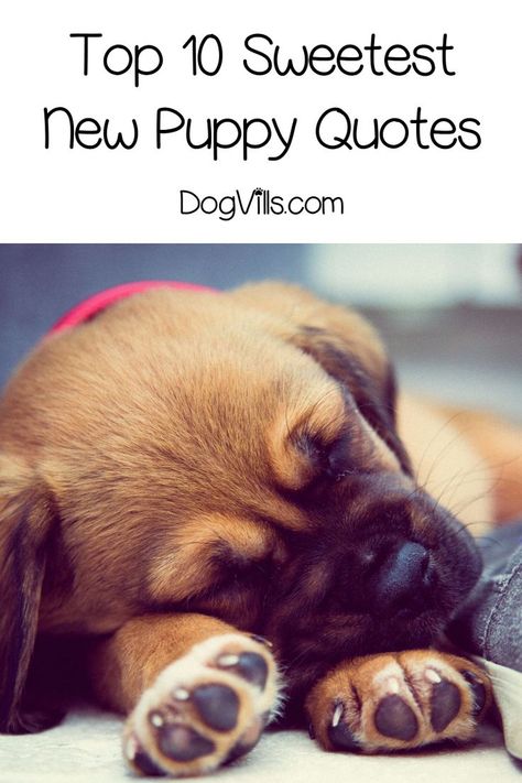 Top 10 Sweetest “Welcome New Puppy” Quotes Puppy Sayings Cute, Welcome Puppy Announcement, Funny Puppy Quotes, New Puppy Quotes For Instagram, New Puppy Announcement Funny, Puppy Quotes Cute, Puppy Quotes For Instagram, New Dog Quotes, New Puppy Quotes