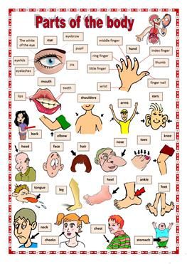 Parts of the body 1 Human Body Vocabulary, Aktiviti Prasekolah, Ingles Kids, Materi Bahasa Inggris, English Worksheet, Picture Dictionary, Parts Of The Body, English Activities, Educational Worksheets