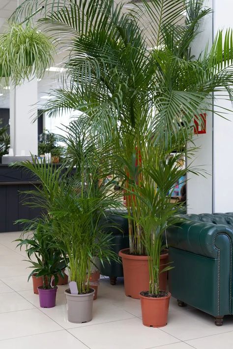 How to Care for and Propagate a Parlor Palm - Sprouts and Stems Indoor Palm Plants, Parlour Palm, Indoor Palm, Chamaedorea Elegans, Indoor Palm Trees, Indoor Palms, Parlor Palm, Palm Plant, Low Light Plants