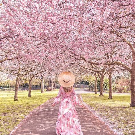 Nature, Cherry Blossom Pictures, Famous Trees, Me Neither, Flowers And Greenery, Spring Photoshoot, Blooming Trees, Yumi Kim, Spring Mood
