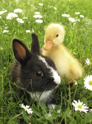 Baby Bunnies, Unlikely Animal Friends, Matka Natura, Animals Friendship, Baby Ducks, Super Cute Animals, Baby Animals Funny, Cute Animal Photos, Cute Animal Pictures