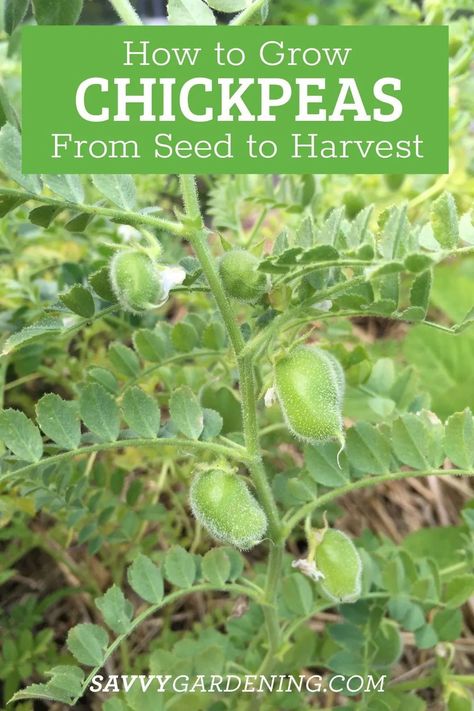 How to Grow Chickpeas From Seeds. Chickpeas, also called garbanzo beans, make hummus, and YES! You can grow chickpeas at home in your vegetable garden. A seed to harvest chickpea growing guide. Growing chickpeas at home is fun. Learn about planting chickpea seeds here. #StartingSeeds #Chickpeas #Gardening Permaculture, How To Grow Chickpeas, Growing Chickpeas, Grow Chickpeas, Chickpea Plant, Kinds Of Beans, Cooking Dried Beans, Bean Plant, Dry Chickpeas