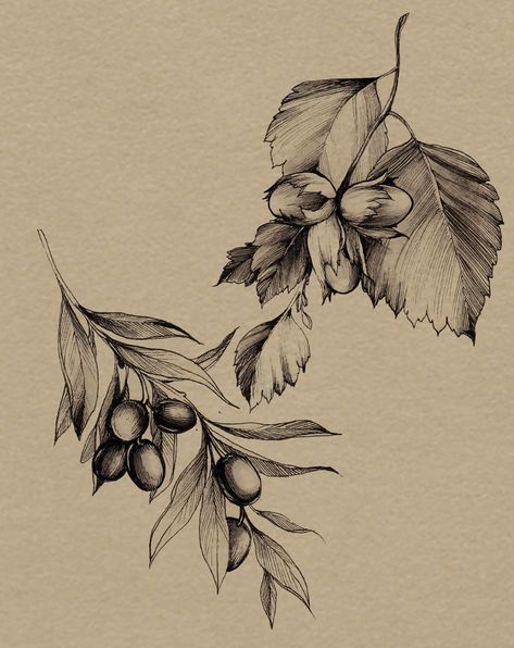 Olive Sketch, Botanical Illustration Tattoo, Diana Severinenko, Botanical Tattoo Design, Olive Tattoo, Olive Branch Tattoo, Branch Tattoo, Botanical Tattoo, Botanical Illustration Vintage