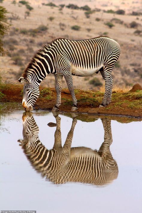 This photograph, taken by 17-year-old Imogen Smith while she was visiting the Lewa Reserve... Symmetry Photography, Under The Microscope, Zebras Animal, Reflection Photography, Royal Society, Water Reflections, African Animals, African Safari, Patterns In Nature