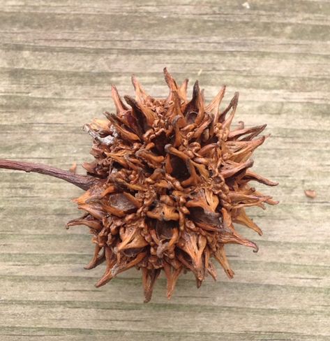 The most dangerous tree in the suburbs – American Orchard Sweet Gum Tree Crafts, Sweet Gum Tree, Wood Log Crafts, Sweet Gum, Gum Tree, Natural Christmas Decor, Butterfly Tree, Pine Cone Decorations, Tree Seeds