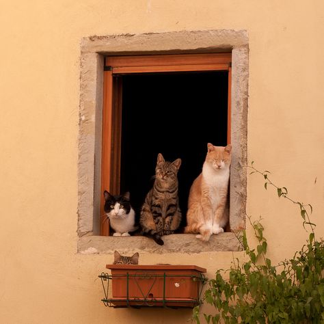 Foto Scale, Söpö Kissa, Söt Katt, Three Cats, Cat Aesthetic, Open Window, Chi Chi, Pretty Cats, 귀여운 동물