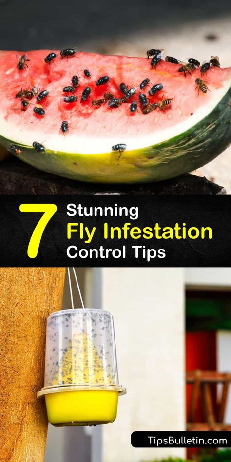 Learn how to prevent an infestation of filth flies like drain flies, fruit flies, and cluster flies. Not only are all types of flies a nuisance, but many of them spread diseases. It’s essential to perform fly control to keep these pests in check. #infestation #control #flies Gnats In Kitchen, Get Rid Of House Flies, Killing Fruit Flies, Fly Remedies, Drain Flies, Homemade Fly Spray, Homemade Fly Traps, Natural Fly Repellant, Homemaker Tips