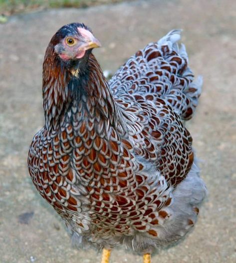 Blue Laced Red Wyandotte ~ Dual Purpose with Flashy Good Looks Red Laced Wyandotte Chicken, Blue Lace Red Wyandotte, Blue Wyandotte Chicken, Blue Laced Wyandotte Hens, Blue Laced Gold Wyandotte Chicken, Blue Laced Red Wyandotte Chicks, Wyandotte Chicken Colors, Duck Backyard, Wyandotte Chicken Eggs