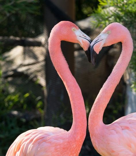 Arteria on Twitter: "@SundayGirl74   Thought you may need some Flamingoes tonight xx  💗💗💗💗💗💗💗💗💗💗💗  ( Via Pinterest )… " Flamingo Heart, Tropical Room Decor, Pink Pigeon, Flamingo Pictures, Paradise Wallpaper, Michael James, Flamingo Wallpaper, Flamingo Painting, Flamingo Bird