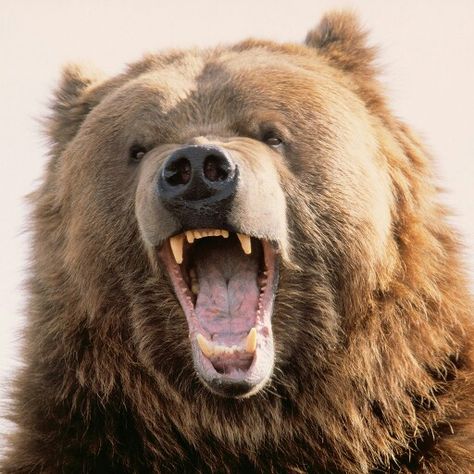 Rawr! Bear Grizzly Bears, Bear Creature, Bear Animation, Wild Animals List, Animals List, Angry Bear, Bear Attack, Bear Tattoos, American Animals