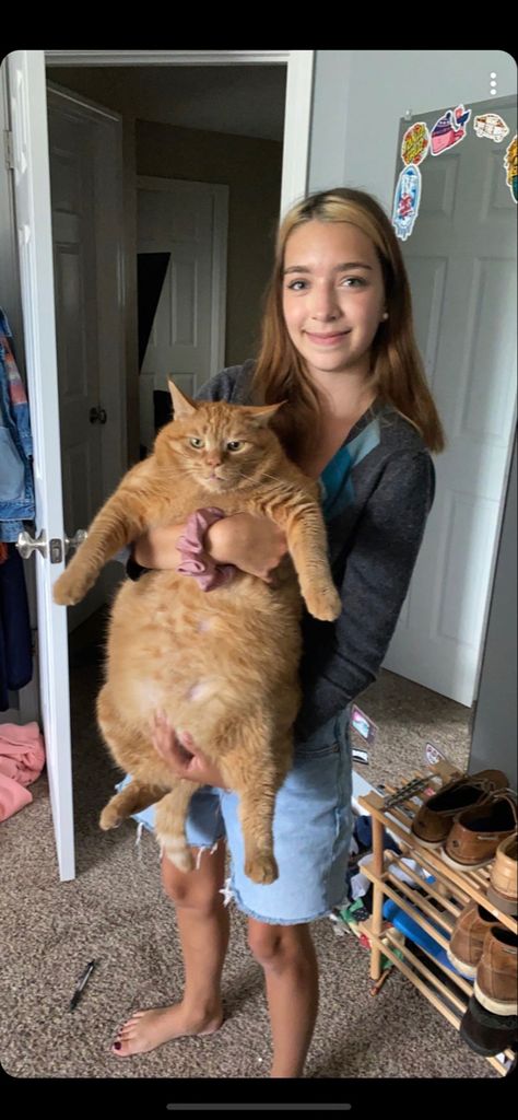 Big Orange Cat, Orange Cat Personality, Orange Cat Energy, Orange Cat Funny, Fat Cat Pictures, Orange Cat Drawing, Fat Ginger Cat, Fat Cat Meme, Short Legged Cats