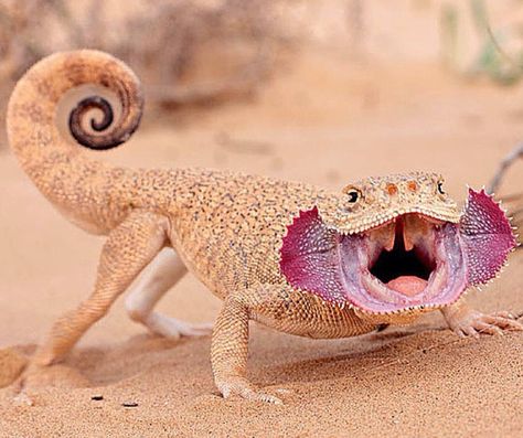 Secret Toad-headed Agama (Phrynocephalus mystaceus) When frightened, the Secret Toad-headed Agama unfolds some skin flaps by its mouth that are bright red. It hisses and bares its teeth while the folds are exposed to try and scare off any predators. Rare Animals, Reptiles And Amphibians, Lizards, Cute Reptiles, Interesting Animals, Unusual Animals, 웃긴 사진, Weird Animals, Unique Animals