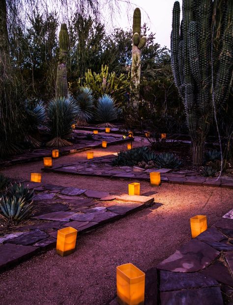 Photo credit: Desert Botanical Gardens in Phoenix, Arizona Arizona Desert Garden, Dessert Garden, Tiktok Dinner, Backyard Arizona, Dune Desert, Zen Landscape, Cactus Garden Landscaping, Arizona Garden, Southwest Living