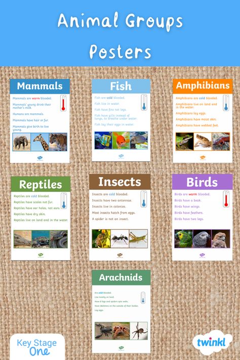 Use this comprehensive set of animal posters, complete with beautiful, real-life photographs, to help your children with animal classification. Perfect for classroom displays, as a discussion prompt or to support a sorting animals activity. Each poster includes a description and three different images of the following groups of animals (including whether they are cold-blooded or warm-blooded): mammals, amphibians, reptiles, fish, birds, insects, crustaceans, annelids, molluscs and arachnids. Animal Groups Activities, Young Ones Of Animals, Animals Classification, Animals Group, Groups Of Animals, Classifying Animals, Animal Traits, English Stories For Kids, Different Types Of Animals