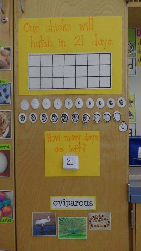 Keeping track of chick hatching  (originally from: http://littlemissglamourgoestokindergarten.blogspot.com/search/label/chicks) Life Cycles Kindergarten, Chicken Life Cycle, Science Bulletin Boards, Hatching Chickens, Chicken Incubator, Spring Kindergarten, 1st Grade Science, Hatching Chicks, First Grade Science