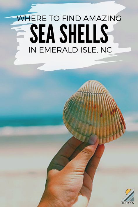 If you're looking for things to do in Emerald Isle, North Carolina, hunting for giant seashells is one thing you must do. And we have just the spot for where to find them! #emeraldisle #nc #seashells Crystal Coast North Carolina, Emerald Isle North Carolina, Ginnie Springs, North Carolina Beach, Atlantic Beach Nc, Emerald Isle Nc, Best Island Vacation, Nc Beaches, North Carolina Vacations