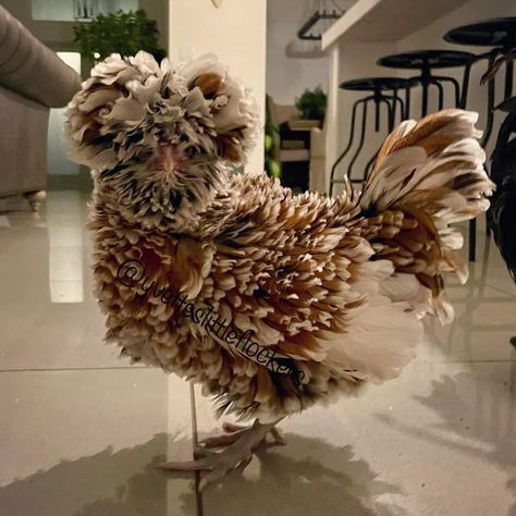 Polish Frizzle Chicken, Frizzle Chickens, Cochin Chickens, Polish Chicken, Easter Eggers, Quails, Beautiful Chickens, Future Farms, Farm Ideas