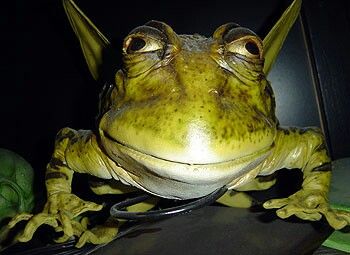 This is one ugly frog/toad lol Google Search