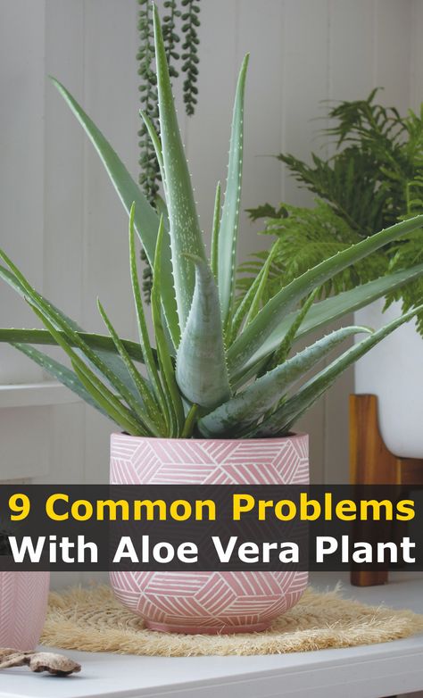 Aloe Vera Indoor, Aloe Plant Care, Aloe Vera Plant Indoor, Growing Aloe Vera, Losing Weight Quotes, Plant Care Houseplant, Plant Problems, Indoor Plant Care, Aloe Plant